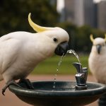 Sydney Cockatoos Stun Scientists by Mastering Public Water Fountains—Here’s Why They’re the Ultimate Urban Survivors